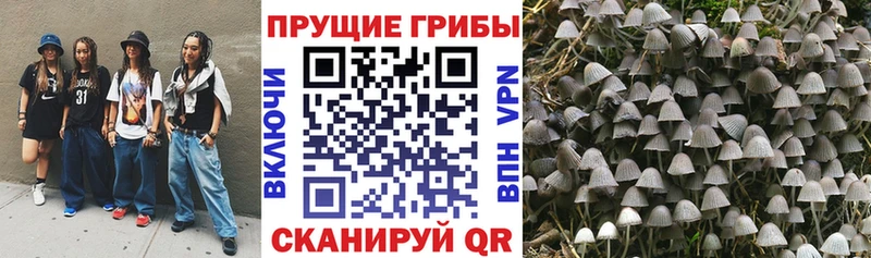 Галлюциногенные грибы Cubensis Кохма